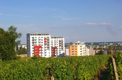 Rača Vineyards
